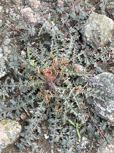 iNaturalist observation photo of California primrose