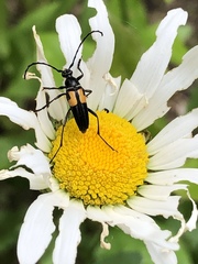 Typocerus lunulatus texanus