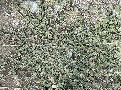 iNaturalist observation photo of strigose lotus