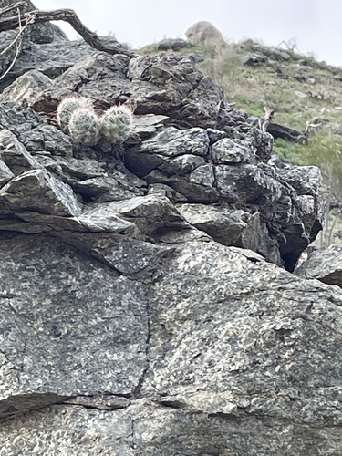 iNaturalist observation photo of Common Fishhook Cactus