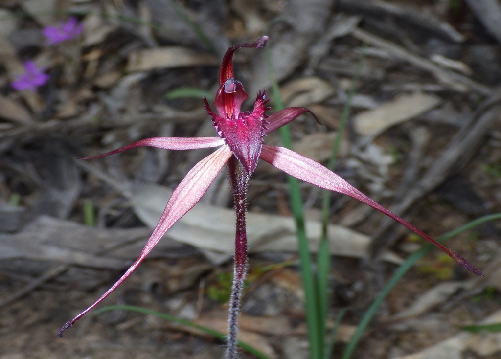 Caladenia cruciformis