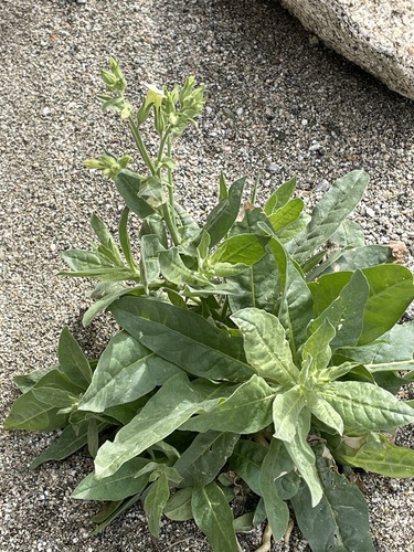 iNaturalist observation photo of desert tobacco
