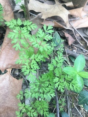 Chaerophyllum procumbens
