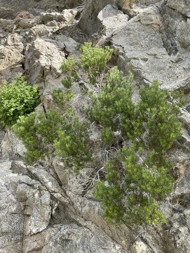 iNaturalist observation photo of Schott's Pygmycedar