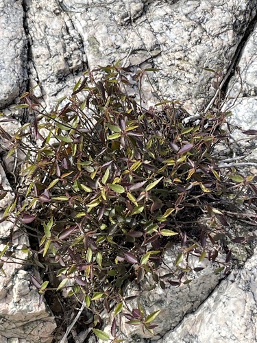 iNaturalist observation photo of California ayenia