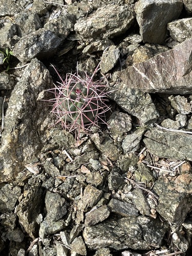 iNaturalist observation photo of California Barrel Cactus