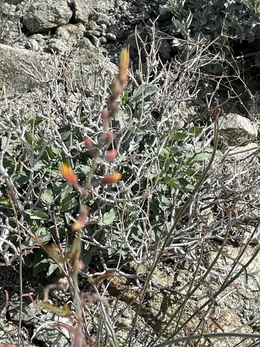 iNaturalist observation photo of Wand Holdback