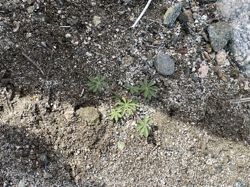 iNaturalist observation photo of Arizona lupine