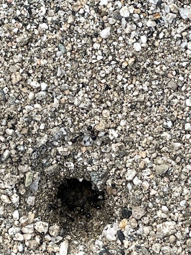 iNaturalist observation photo of Black Harvester Ant