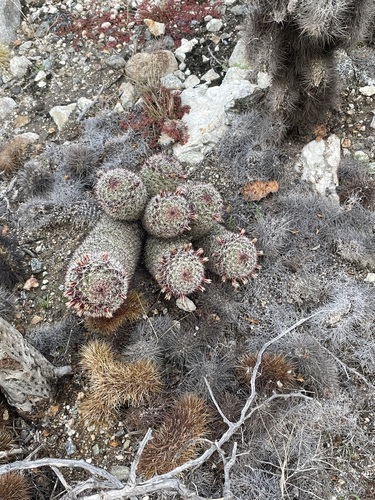 iNaturalist observation photo of Peninsular fishhook cactus