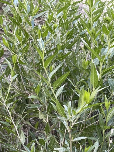 iNaturalist observation photo of American threefold