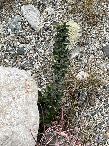 iNaturalist observation photo of ocotillo