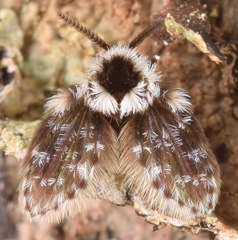 Lepiseodina conspicua