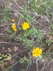 Tetraneuris linearifolia