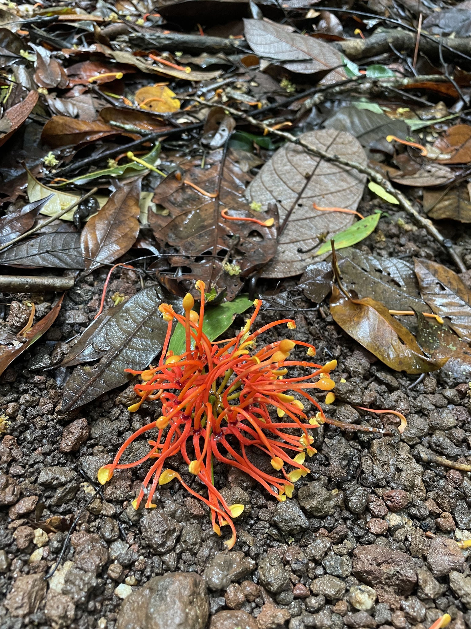 Imagem de Tulipeira-do-gabão