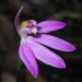 Caladenia curtisepala - Photo 由 Lachlan Copeland 所上傳的 (c) Lachlan Copeland，保留部份權利CC BY-NC