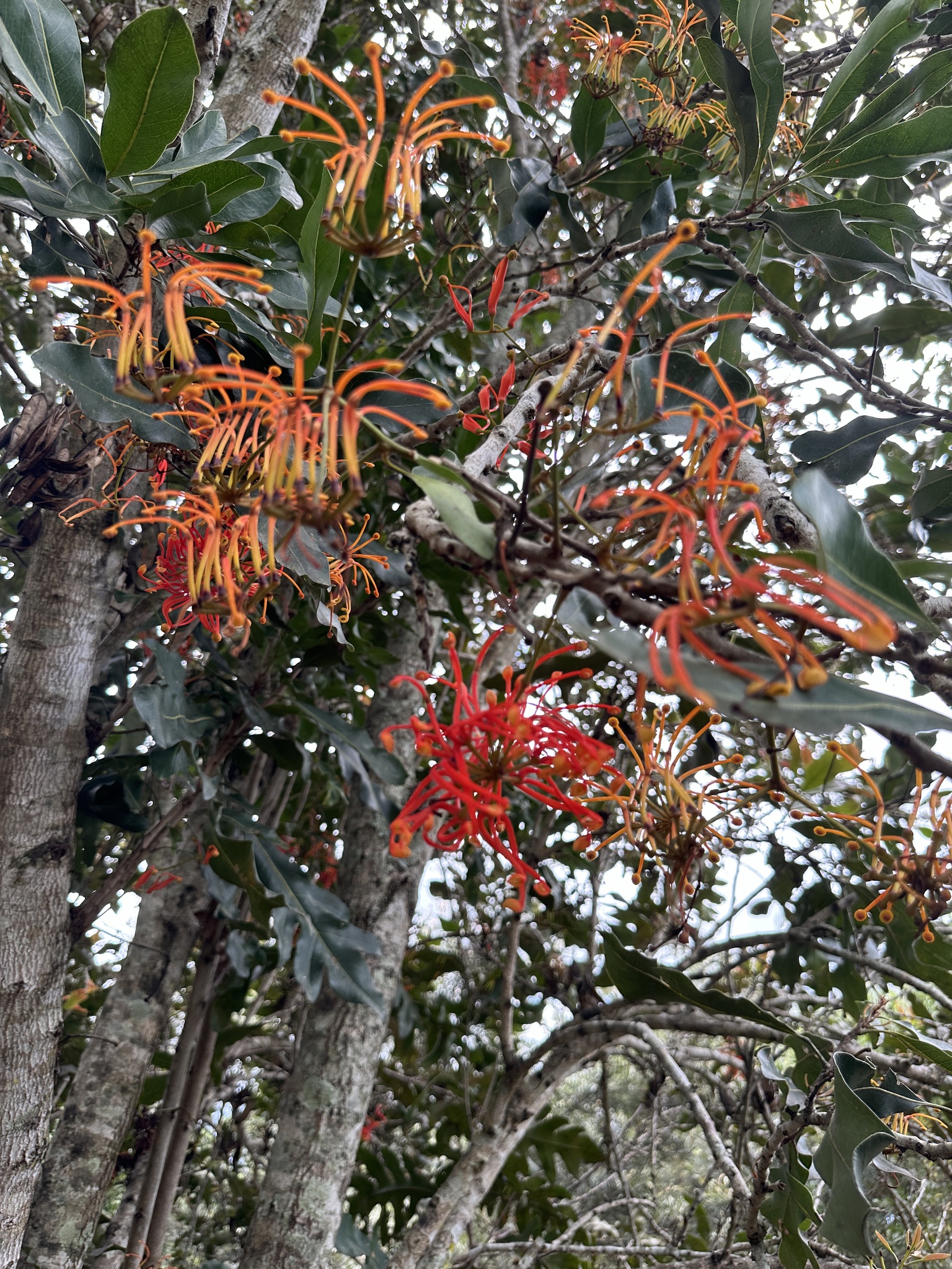 Imagem de Tulipeira-do-gabão