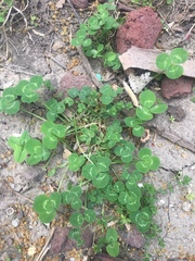 Trifolium repens