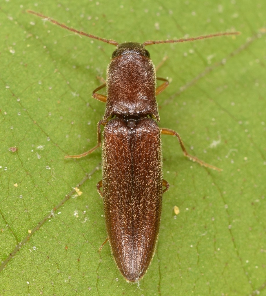 Oblong-necked Click Beetle