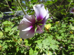 Malva subovata bicolor