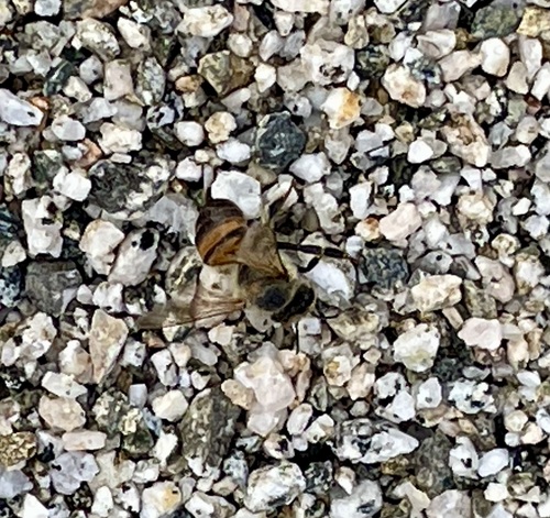 iNaturalist observation photo of Western Honey Bee
