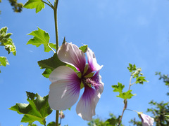 Malva subovata bicolor
