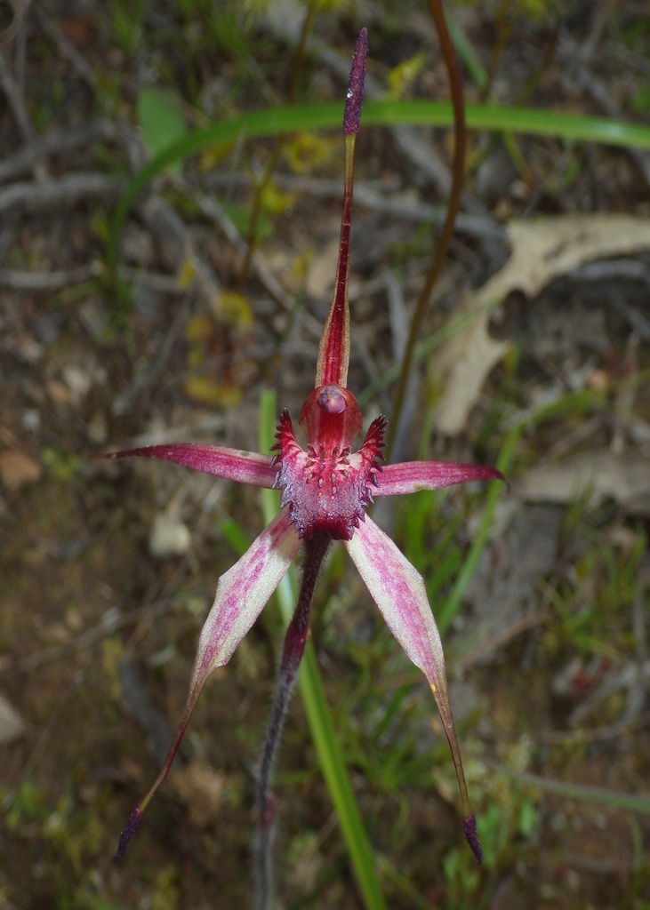 Caladenia douglasiorum