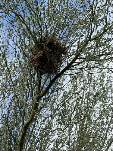 iNaturalist observation photo of Verdin