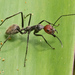 Camponotus singularis - Photo (c) djhiker, some rights reserved (CC BY-NC), uploaded by djhiker
