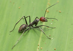 Camponotus singularis