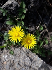 Crepis sancta