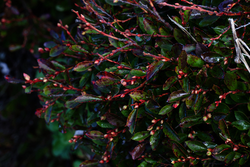 San Bruno Huckleberry (Vaccinium ×)