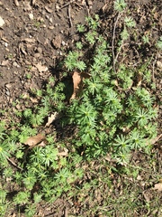 Eranthis