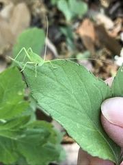 Paracyrtophyllus robustus