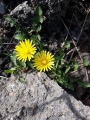 Crepis sancta