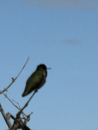 iNaturalist observation photo of Costa's Hummingbird