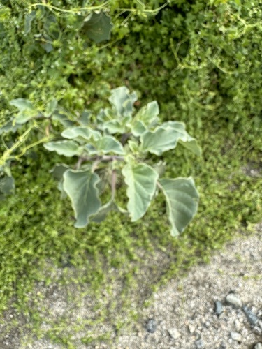 iNaturalist observation photo of desert thorn-apple