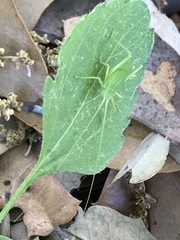 Paracyrtophyllus robustus