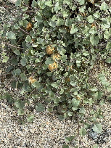 iNaturalist observation photo of Thickleaf Groundcherry