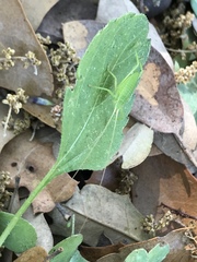 Paracyrtophyllus robustus