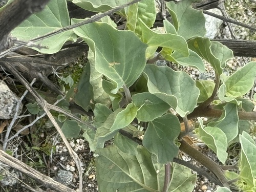 iNaturalist observation photo of desert thorn-apple