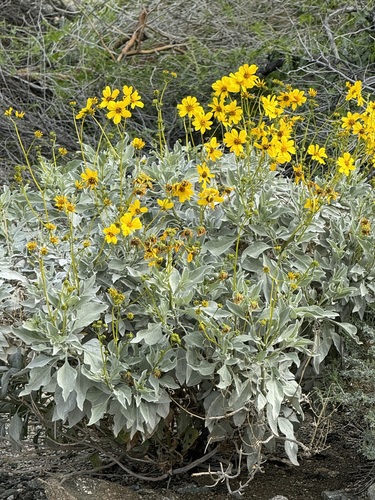 iNaturalist observation photo of Brittlebush