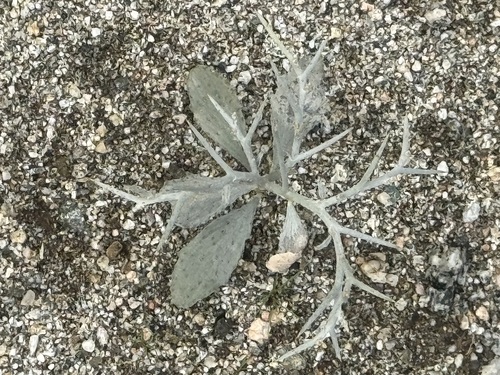 iNaturalist observation photo of Smoketree