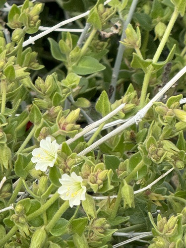 iNaturalist observation photo of slender-lobed four o'clock