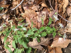Stellaria pubera