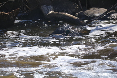 Anas platyrhynchos