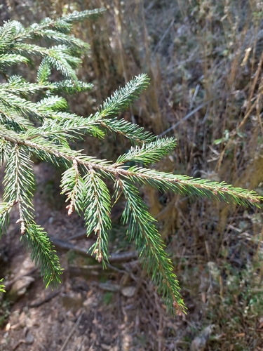 Image of Picea morrisonicola by (c) Jason, some rights reserved (CC BY)