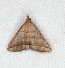 Lysimelia lenis