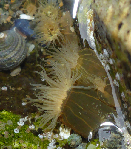 Striped Green Sea Anemone
