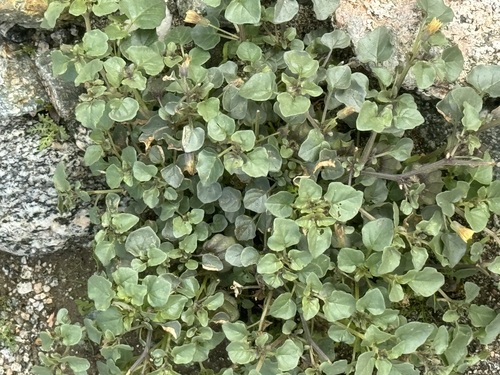 iNaturalist observation photo of Thickleaf Groundcherry